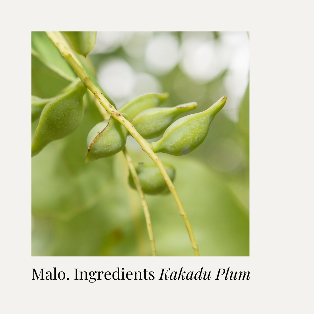 Find out why Kakadu Plum is a skincare superstar: