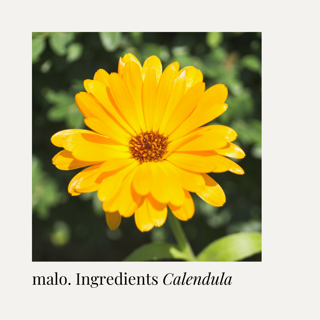 Find Out Why Calendula Is Ideal For Babies Skin: